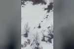 Kış uykusundan uyanan ayıların kar keyfi