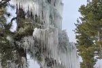 Kışın çetin şartları doğada şölen sundu 
