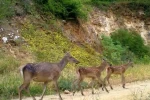 Kızıl geyik ailesi kameralarda