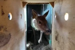 Kızıl geyikler doğayla buluşmaya devam ediyor 