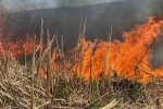 Kocaeli’de çıkan sazlık yangınında 10 dönüm alan zarar gördü
