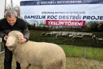Kocaeli’de hayvancılığa "damızlık" dopingi