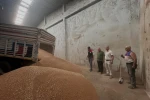 Koçarlı’da ilk hububat alımı gerçekleştirildi