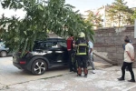 Kökü duvarın altında olan ağaç aracın üzerine devrildi
