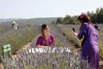 Koku Vadisi’nde Lavanta hasadı başlıyor