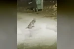 Konya’da vaşak görüntülendi