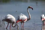 Konya’nın flamingo cenneti son yağışlarla hayat buldu