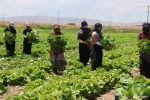 Konya’da marul bolluğu fiyatları düşürdü
