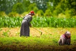 Kooperatif ve birliklere yüzde 75 hibeli tarımsal destek