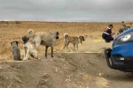 Köpeği öldürülen sahibinin yanından ayrılmadı