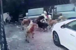 Köpek sürüsü kediyi parçaladı, korkudan çocuğunu okuldan aldı