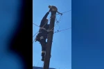 Köpeklerden korkup elektrik direğine çıkan kedi kurtarıldı