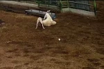 Köpeklerin saldırdığı koyun telef oldu