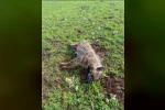 Köpeklerin saldırdığı sırtlan telef oldu