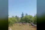 Koruma altındaki dağ keçileri Harput mezarlıklarında görüntülendi