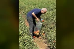 Köşk’te domateste hasat öncesi ilaç kalıntısı denetimi başladı