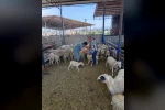 Köşk’te küçükbaş hayvanlar kayıt altına alınıyor