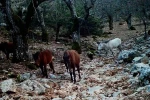 Kovada Gölü Milli Parkı’nda yaban hayatı fotokapana yansıdı