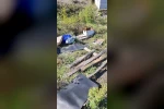 Kovanlarına ayının saldırdığını gören arıcı, "Çilingir sofrası olmuş"