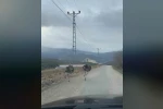 Köy yolunda koşan deve kuşları kameraya yansıdı