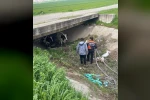 Köyden kaçan iki inek itfaiye ekiplerince yakalandı