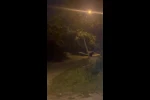 Köye inen ayı köylülere heyecan ve korku yaşattı