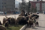 Koyunlar refüjde otladı, sürücüler bekledi