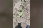 Kozaklı’da dolu ve sağanak tarım arazilerini vurdu