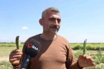 Kozan bezelyesi görünümüyle Karadeniz hamsisine benzetildi