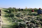Kozan’da pırasa hasadı başladı: 20-22 TL’den alıcı buluyor 