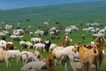 Küçükbaş hayvancılığa 100 hayvan desteği