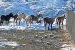 Kulp’ta aç kalan yaban atları grup halinde merkeze indi 