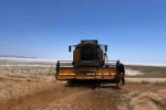 Kulu’da arpa hasadı başladı