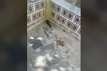 Kulu’da yaralı ebabil kuşuna şefkat eli