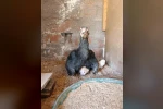Kümesin davetsiz misafiri yavru kedi anne tavuğun altına sığındı