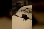 Kümesine giremeyen tavuk otomobil üzerine yumurtladı