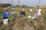 Kuraklığın rekolteyi etkilediği yer fıstığında hasat başladı