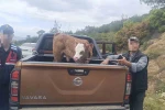 Kurban Bayramı öncesi çalınan büyükbaş hayvan bulunarak sahibine teslim edildi