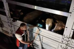 Kurban Bayramı öncesi İstanbul’da sevk noktalarında yoğun mesai 