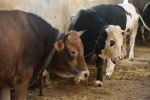 Kurbanlık alacaklara "yaş" uyarısı