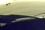 Kurtlarla dövüşen köpekten geriye postu kaldı