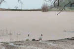 Kuruyan Sülüklü Göl yeniden canlandı
