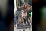 Kurzuar cinsi av köpeği kayboldu