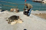 Kuşadası Körfezi’nde ‘deniz kaplumbağası’ alarmı