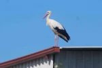 Kuşadası’na ilk defa leylek geldi
