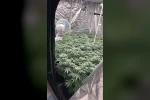 Kuşadası’nda uyuşturucu operasyonu