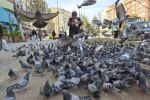 Kuşlara yem dağıtan yaşlı kadın onlarca güvercinin arasında kaldı