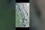 Kütahya’da mandaların serinlik molası havadan işte böyle görüntülendi 
