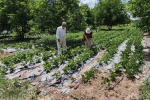 Kütahya’da nohut ve barbunya demonstrasyon alanlarında inceleme
