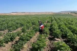 Kütahya’da patates tarlalarında bitki pasaportu denetimleri başladı